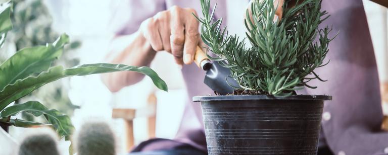 Senior watering house plant
