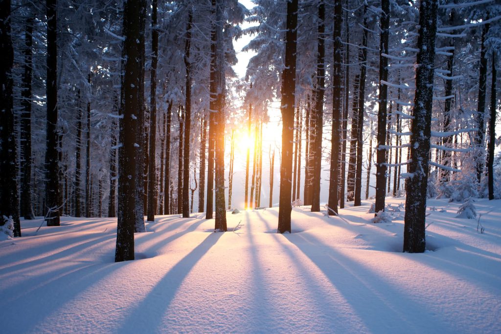 Forest in the winter