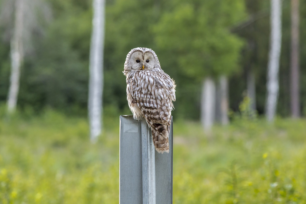 Image of previous post - The Joys of Bird-Watching for Seniors