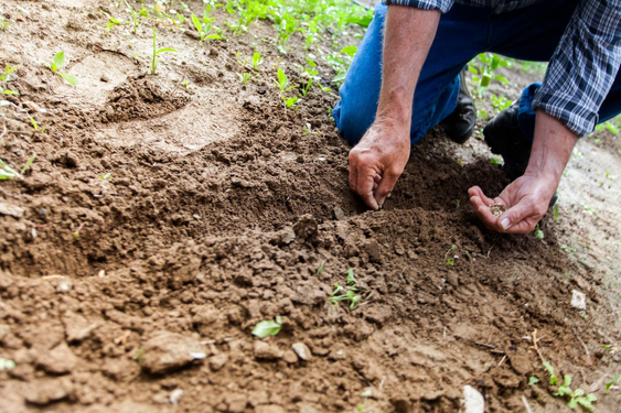 Image of previous post - Gardening for Seniors in Assisted Living and Care Facilities